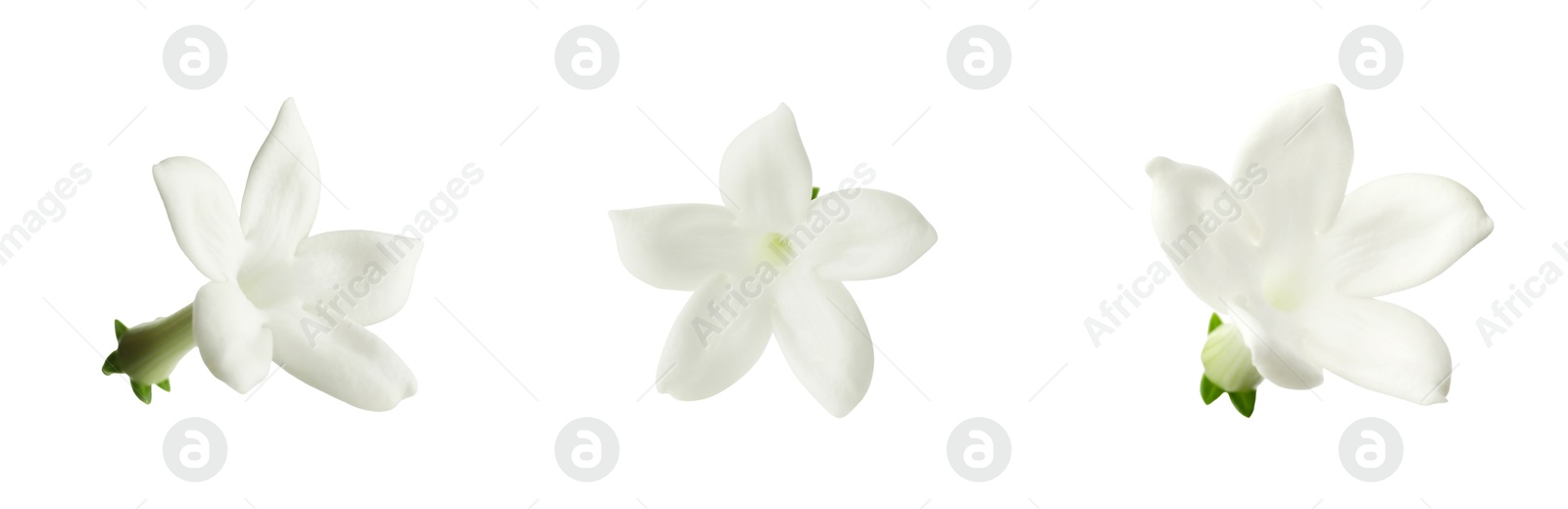 Beautiful small jasmine flowers isolated on white, set Image of Beautiful small jasmine flowers isolated on white, set