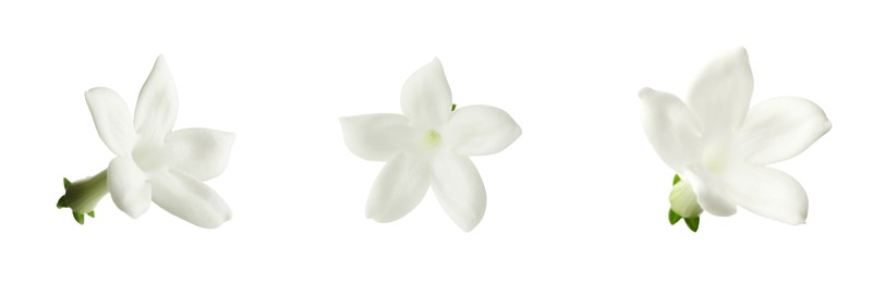 Image of Beautiful small jasmine flowers isolated on white, set