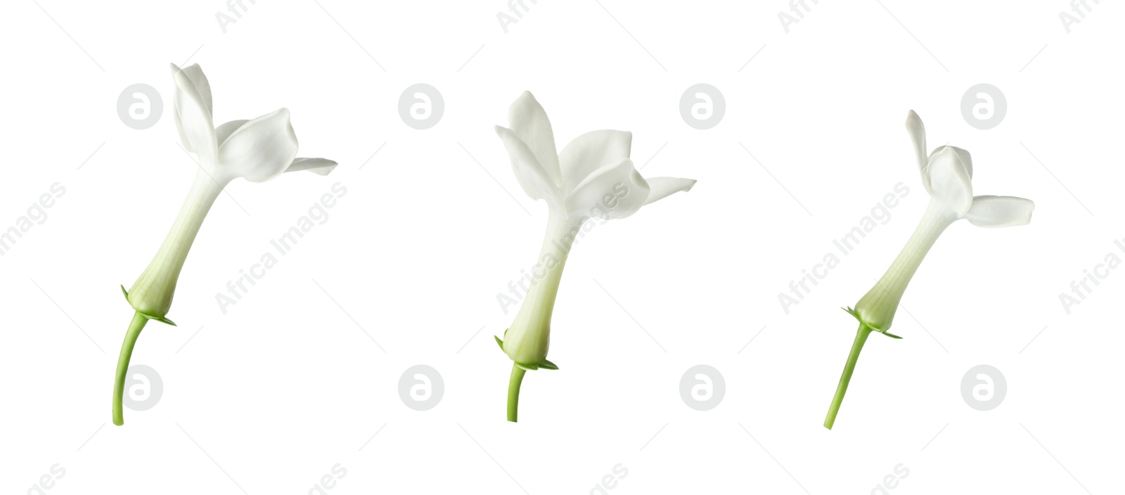 Beautiful small jasmine flowers isolated on white, set Image of Beautiful small jasmine flowers isolated on white, set