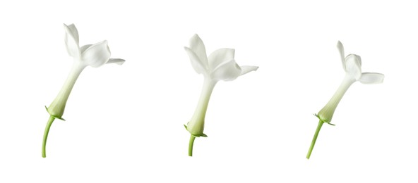 Image of Beautiful small jasmine flowers isolated on white, set