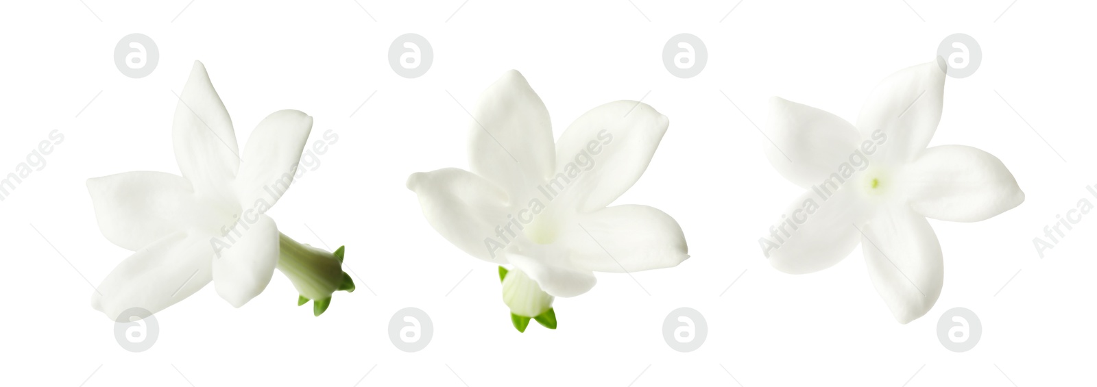 Beautiful small jasmine flowers isolated on white, set Image of Beautiful small jasmine flowers isolated on white, set