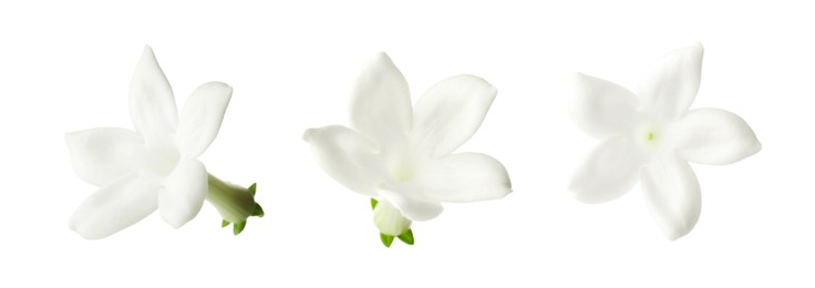 Image of Beautiful small jasmine flowers isolated on white, set