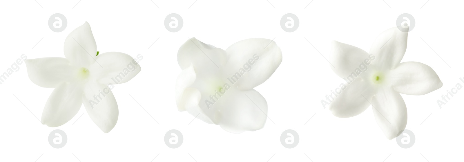 Beautiful small jasmine flowers isolated on white, set Image of Beautiful small jasmine flowers isolated on white, set