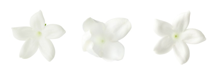 Image of Beautiful small jasmine flowers isolated on white, set