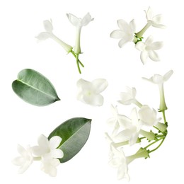 Image of Beautiful small jasmine flowers and green leaves isolated on white, set