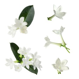Image of Beautiful small jasmine flowers and green leaves isolated on white, set