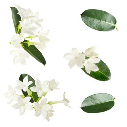 Image of Beautiful small jasmine flowers and green leaves isolated on white, set