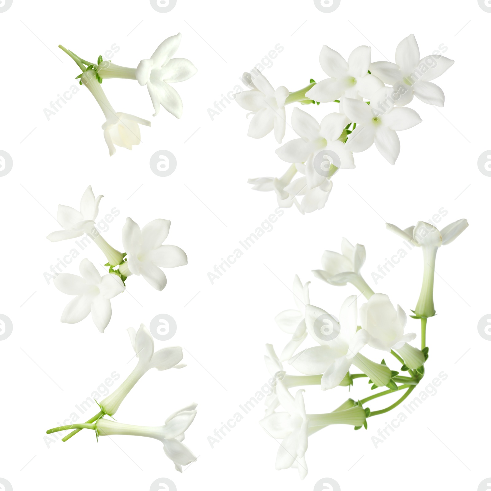 Beautiful small jasmine flowers isolated on white, set Image of Beautiful small jasmine flowers isolated on white, set
