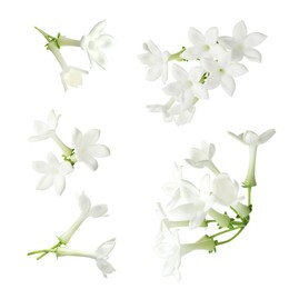 Image of Beautiful small jasmine flowers isolated on white, set