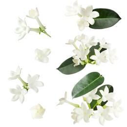 Image of Beautiful small jasmine flowers and green leaves isolated on white, set