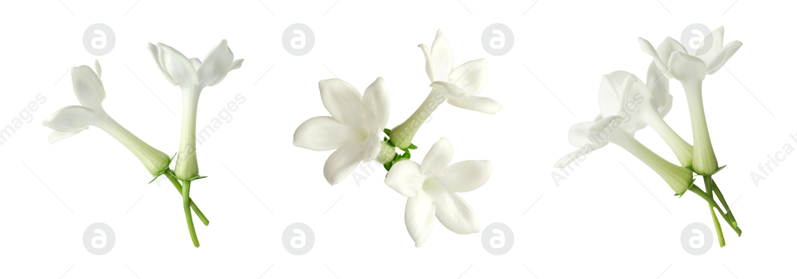 Beautiful small jasmine flowers isolated on white, set Image of Beautiful small jasmine flowers isolated on white, set