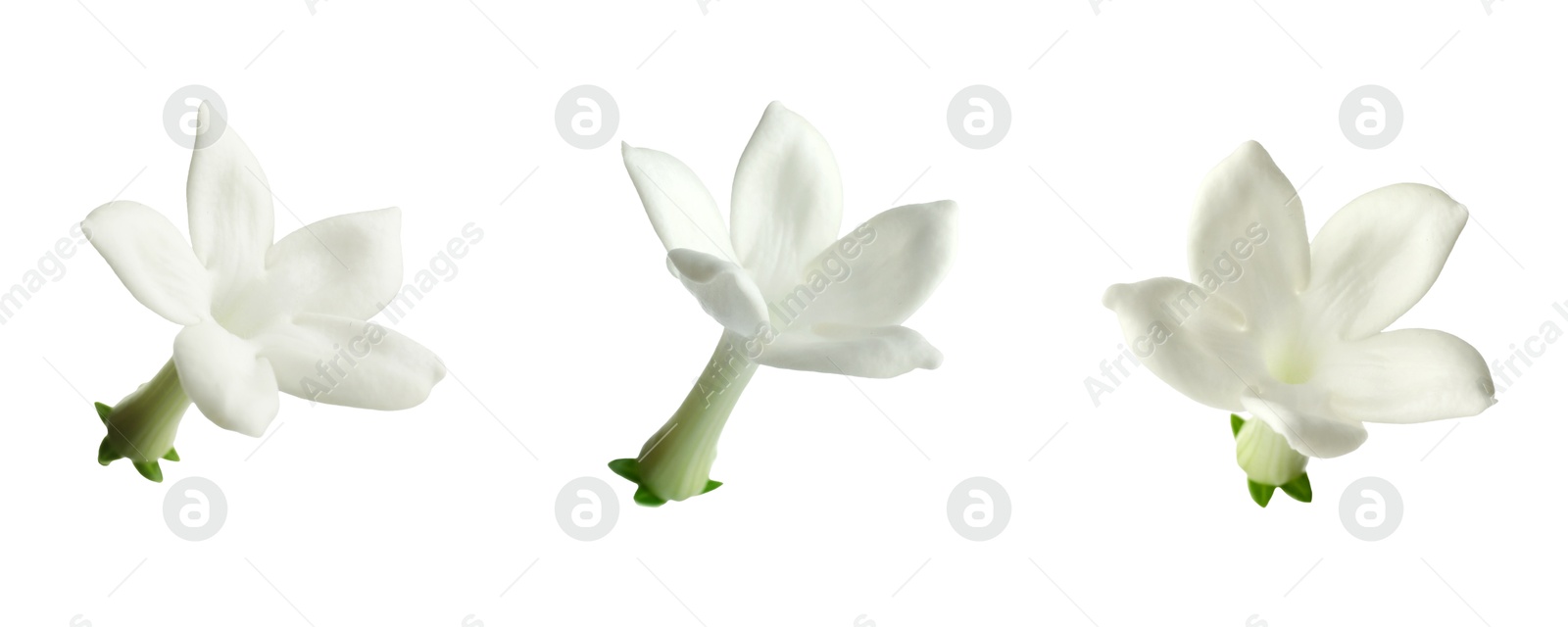 Beautiful small jasmine flowers isolated on white, set Image of Beautiful small jasmine flowers isolated on white, set