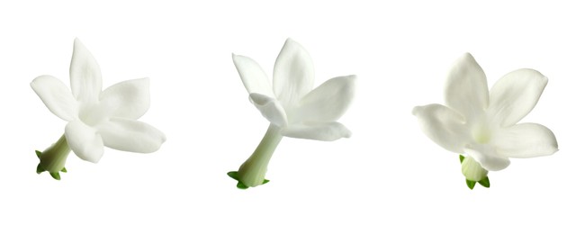 Image of Beautiful small jasmine flowers isolated on white, set