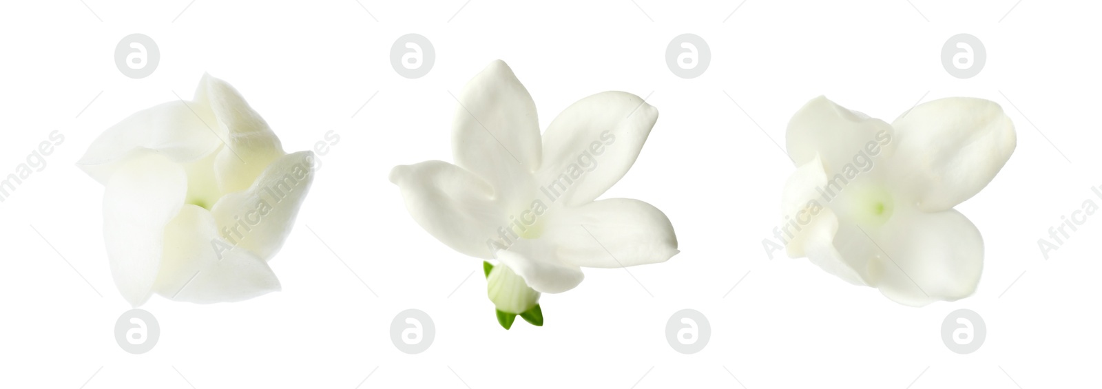 Beautiful small jasmine flowers isolated on white, set Image of Beautiful small jasmine flowers isolated on white, set