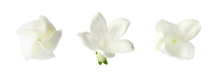 Image of Beautiful small jasmine flowers isolated on white, set