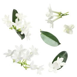 Image of Beautiful small jasmine flowers and green leaves isolated on white, set