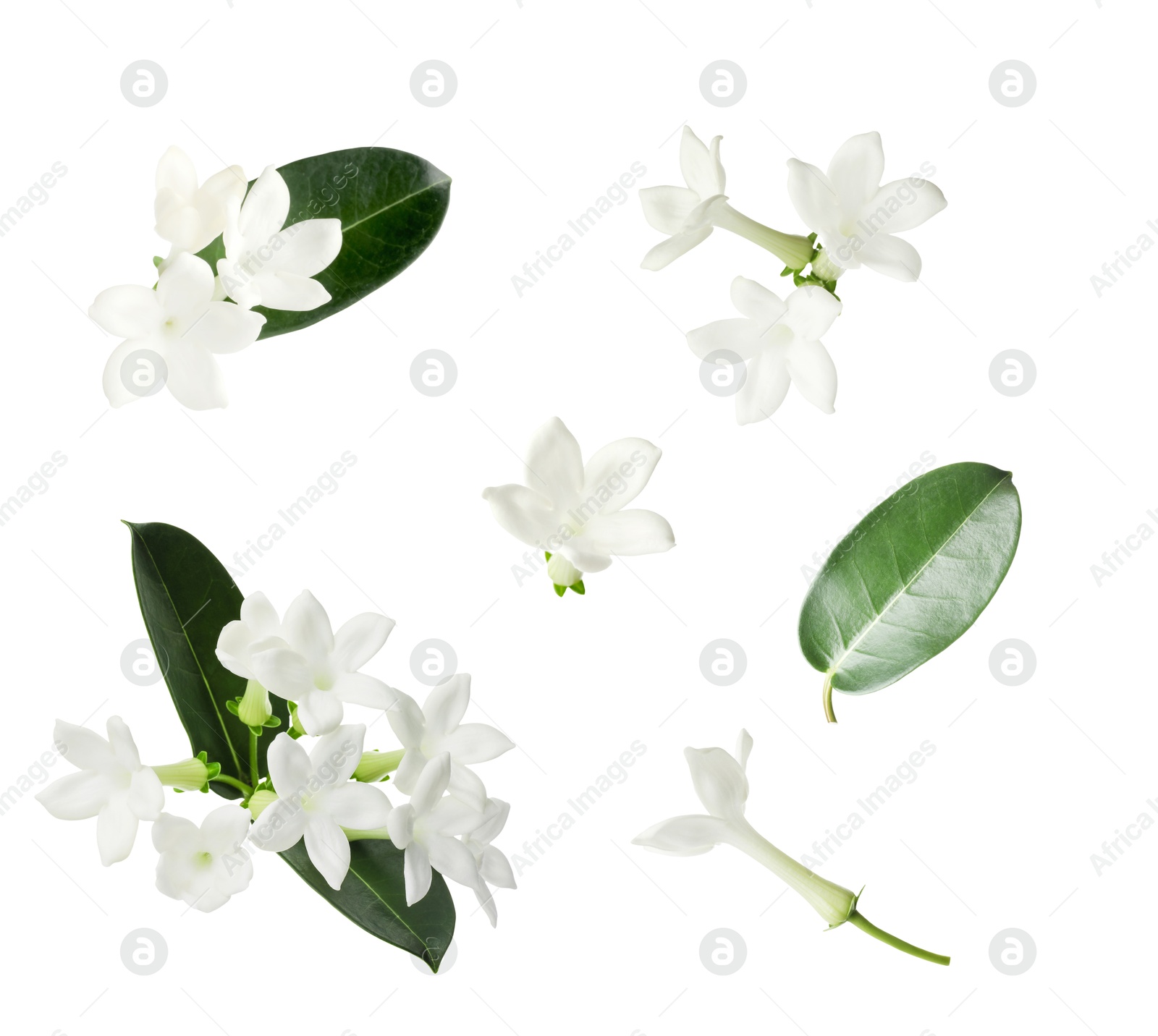Beautiful small jasmine flowers and green leaves isolated on white, set Image of Beautiful small jasmine flowers and green leaves isolated on white, set