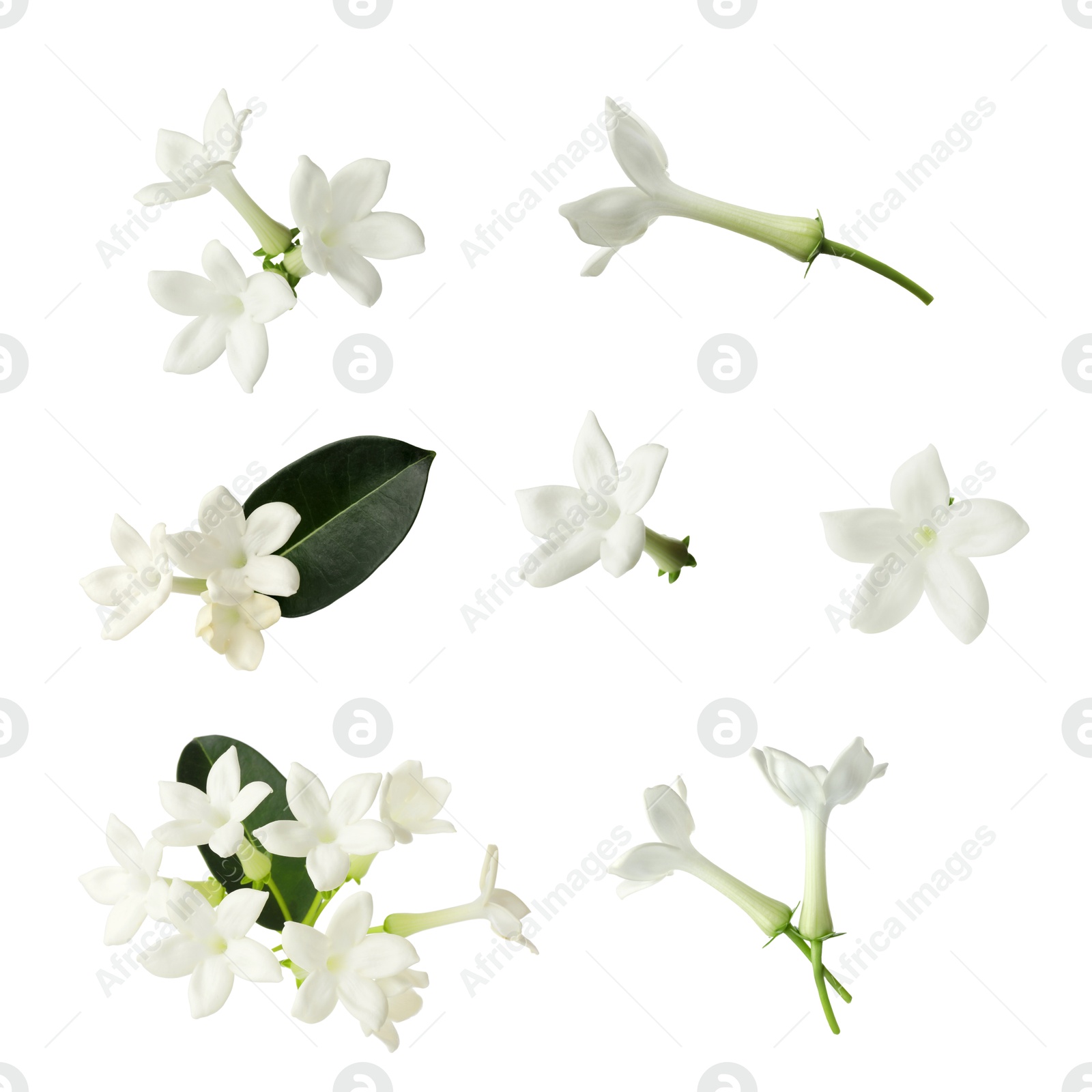 Beautiful small jasmine flowers and green leaves isolated on white, set Image of Beautiful small jasmine flowers and green leaves isolated on white, set