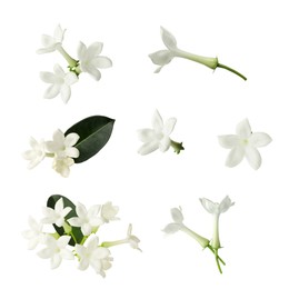 Image of Beautiful small jasmine flowers and green leaves isolated on white, set