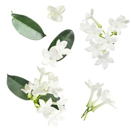 Image of Beautiful small jasmine flowers and green leaves isolated on white, set
