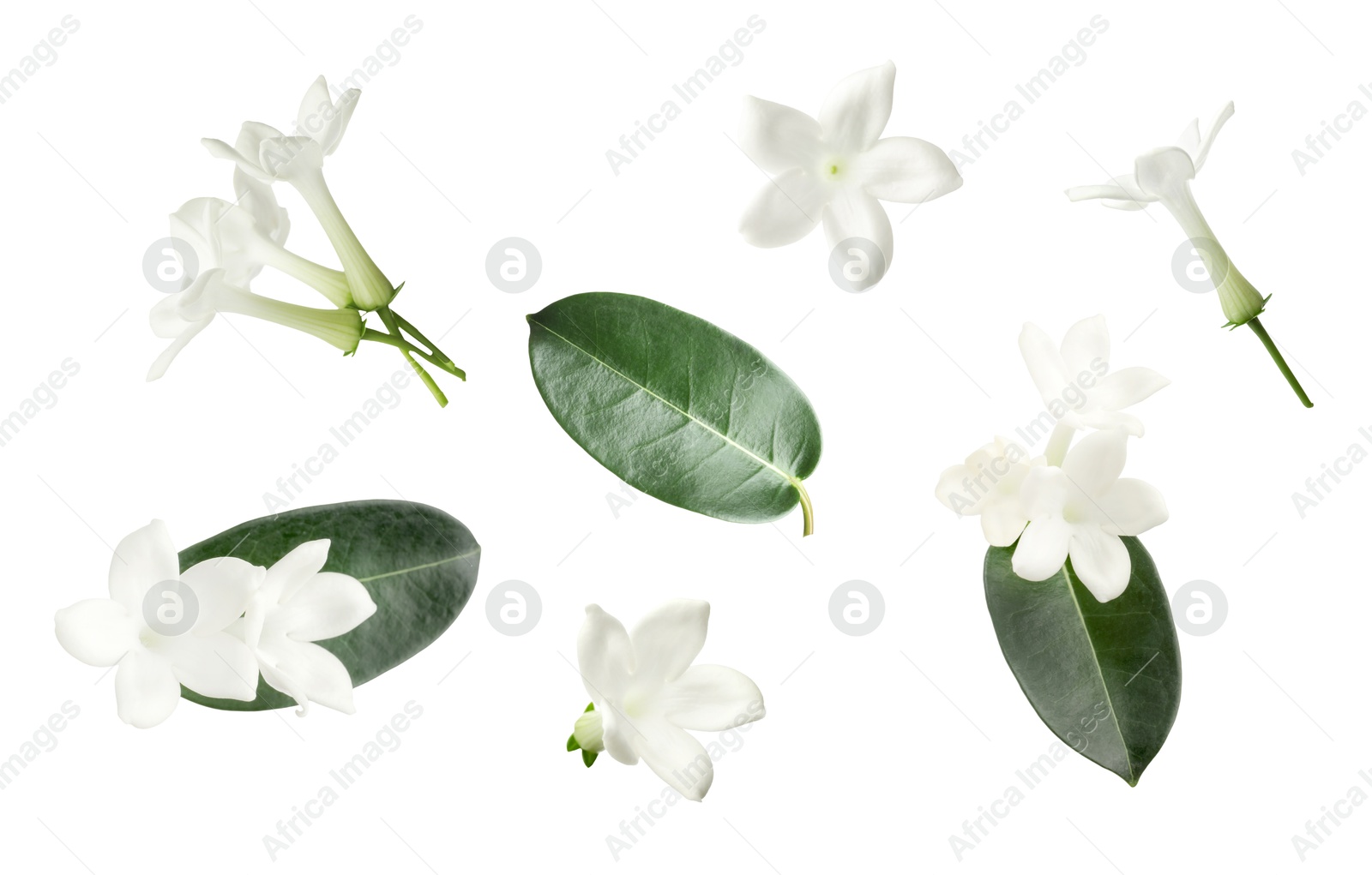 Beautiful small jasmine flowers and green leaves isolated on white, set Image of Beautiful small jasmine flowers and green leaves isolated on white, set