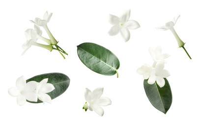 Image of Beautiful small jasmine flowers and green leaves isolated on white, set