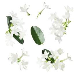 Image of Beautiful small jasmine flowers and green leaves isolated on white, set