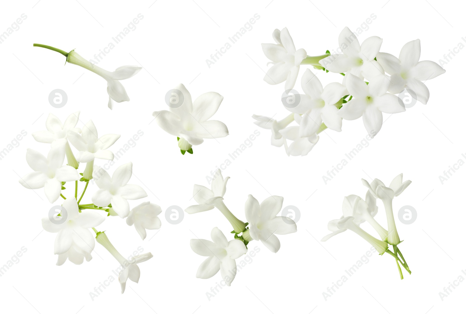 Beautiful small jasmine flowers isolated on white, set Image of Beautiful small jasmine flowers isolated on white, set