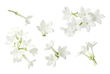 Image of Beautiful small jasmine flowers isolated on white, set