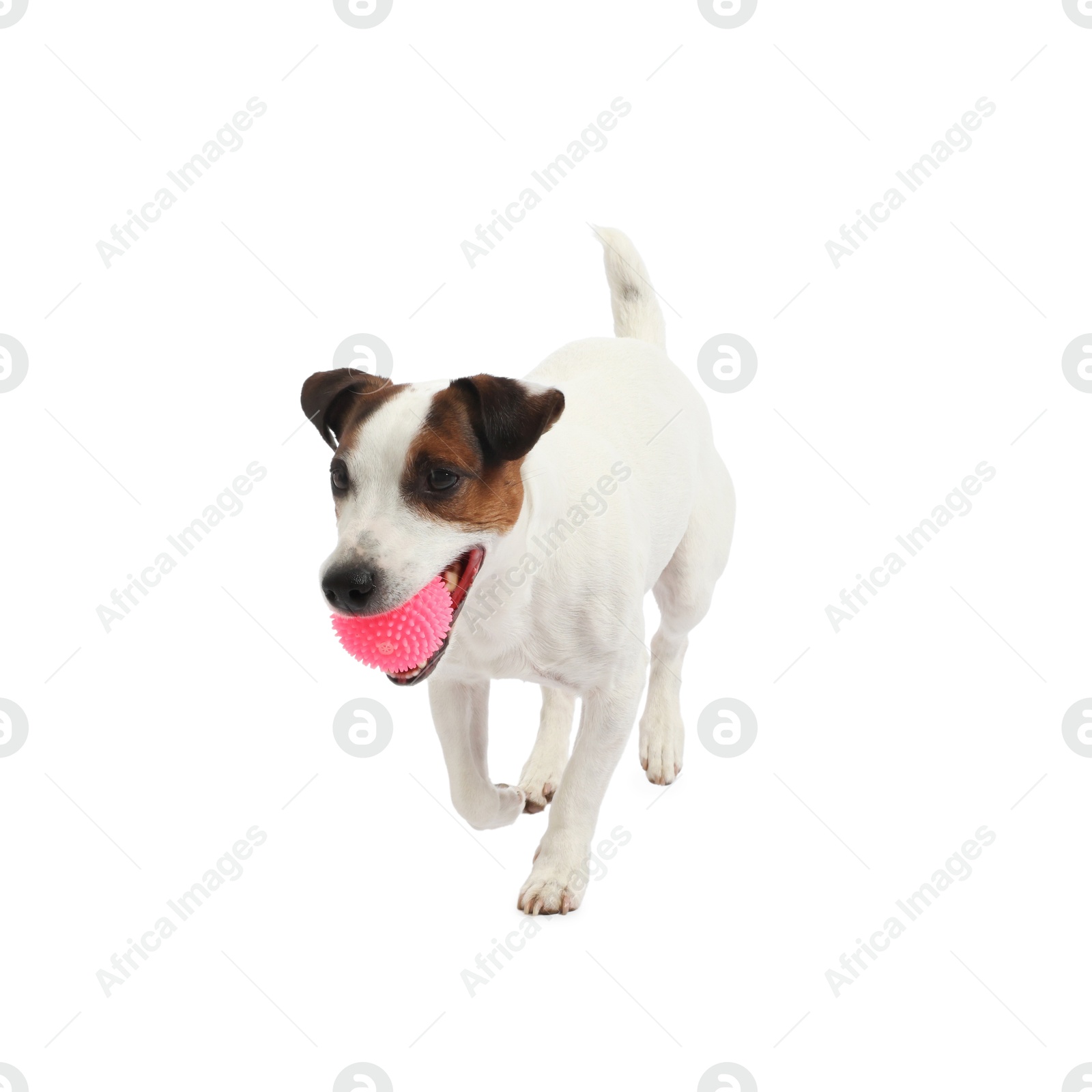 Cute dog playing with toy on white background. Lovely pet Photo of Cute dog playing with toy on white background. Lovely pet
