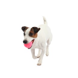 Photo of Cute dog playing with toy on white background. Lovely pet