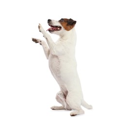 Photo of Cute dog playing on white background. Lovely pet