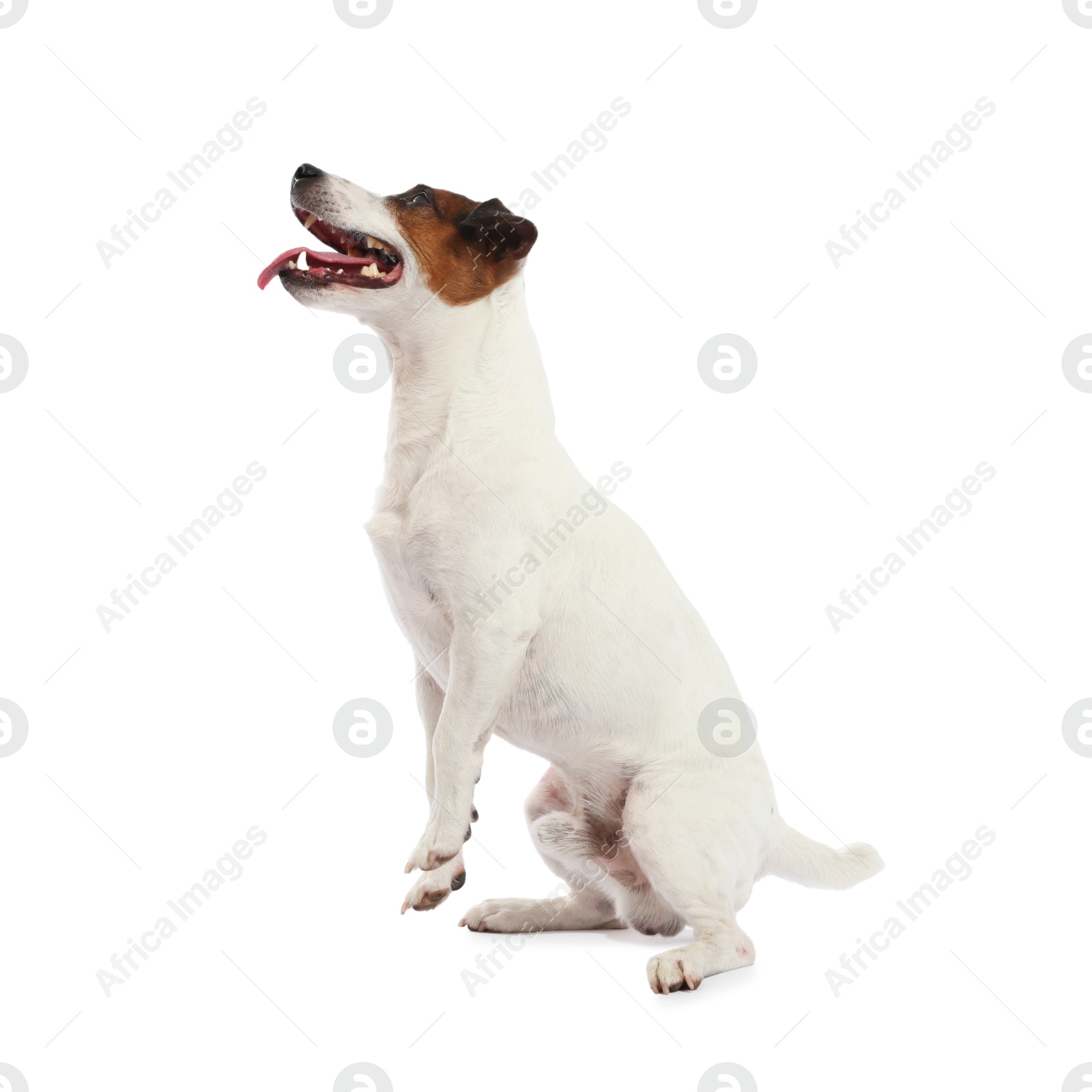 Cute dog playing on white background. Lovely pet Photo of Cute dog playing on white background. Lovely pet