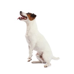 Photo of Cute dog playing on white background. Lovely pet