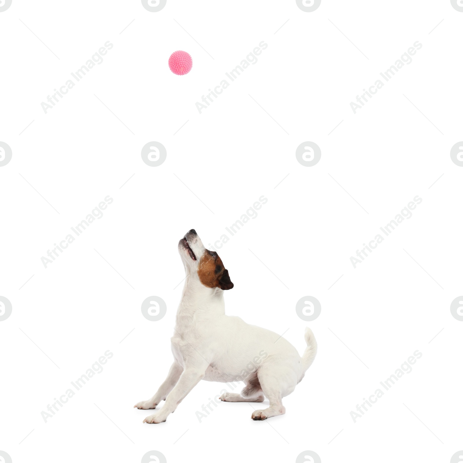 Cute dog playing with toy on white background. Lovely pet Photo of Cute dog playing with toy on white background. Lovely pet