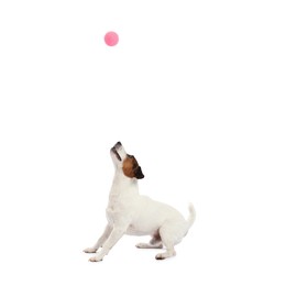 Photo of Cute dog playing with toy on white background. Lovely pet