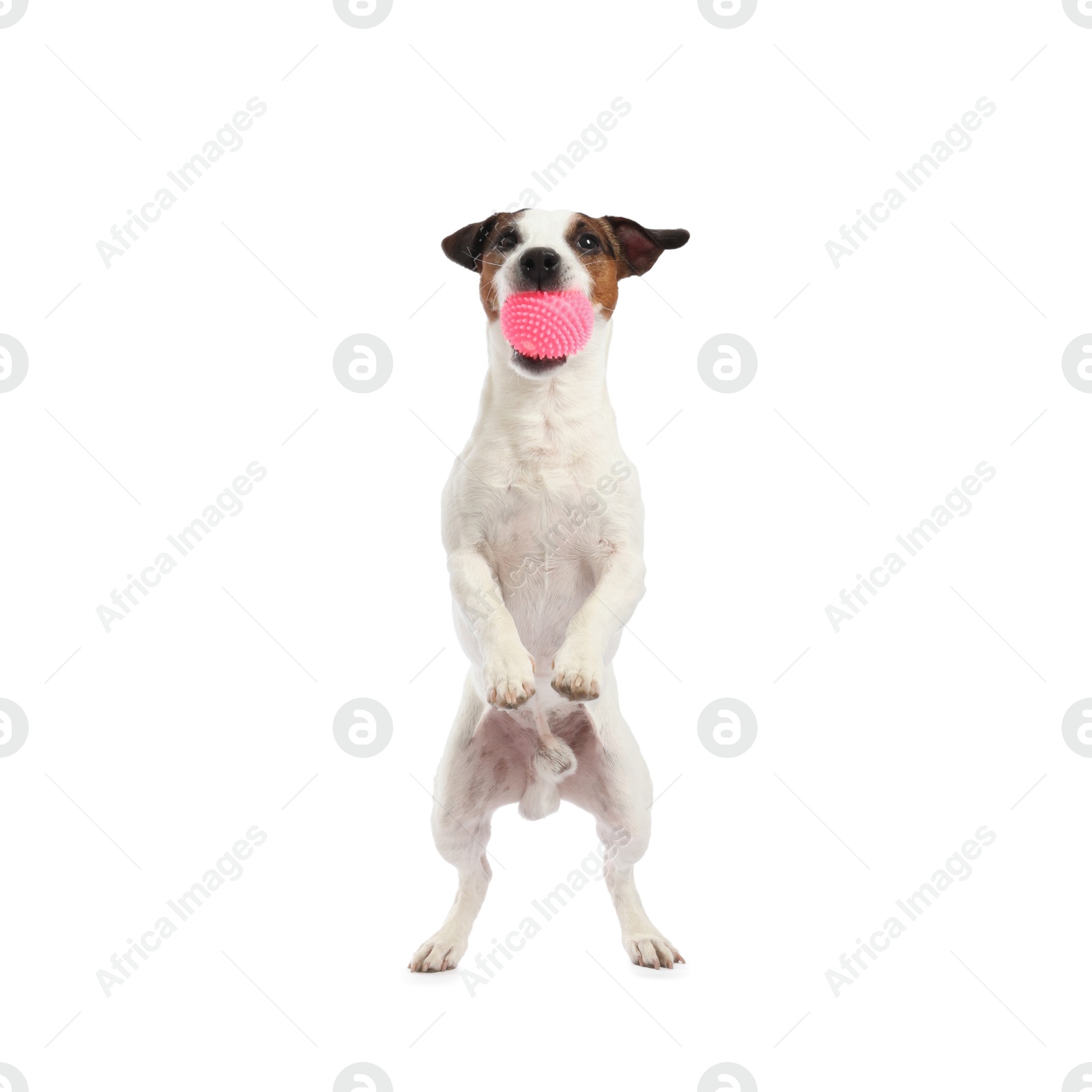 Cute dog playing with toy on white background. Lovely pet Photo of Cute dog playing with toy on white background. Lovely pet