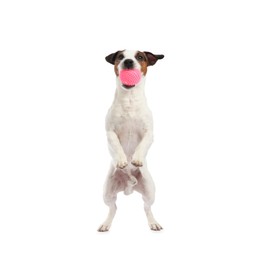Photo of Cute dog playing with toy on white background. Lovely pet