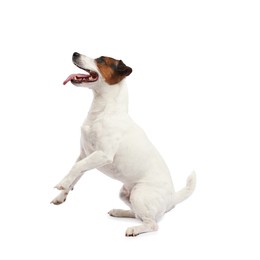Photo of Cute dog playing on white background. Lovely pet