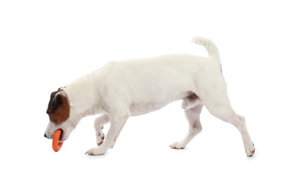 Photo of Cute dog playing with toy on white background. Lovely pet