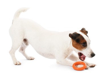 Photo of Cute dog playing with toy on white background. Lovely pet