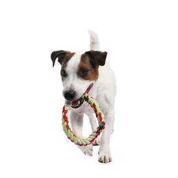 Photo of Cute dog playing with toy on white background. Lovely pet