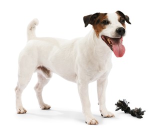 Photo of Cute dog playing with toy on white background. Lovely pet