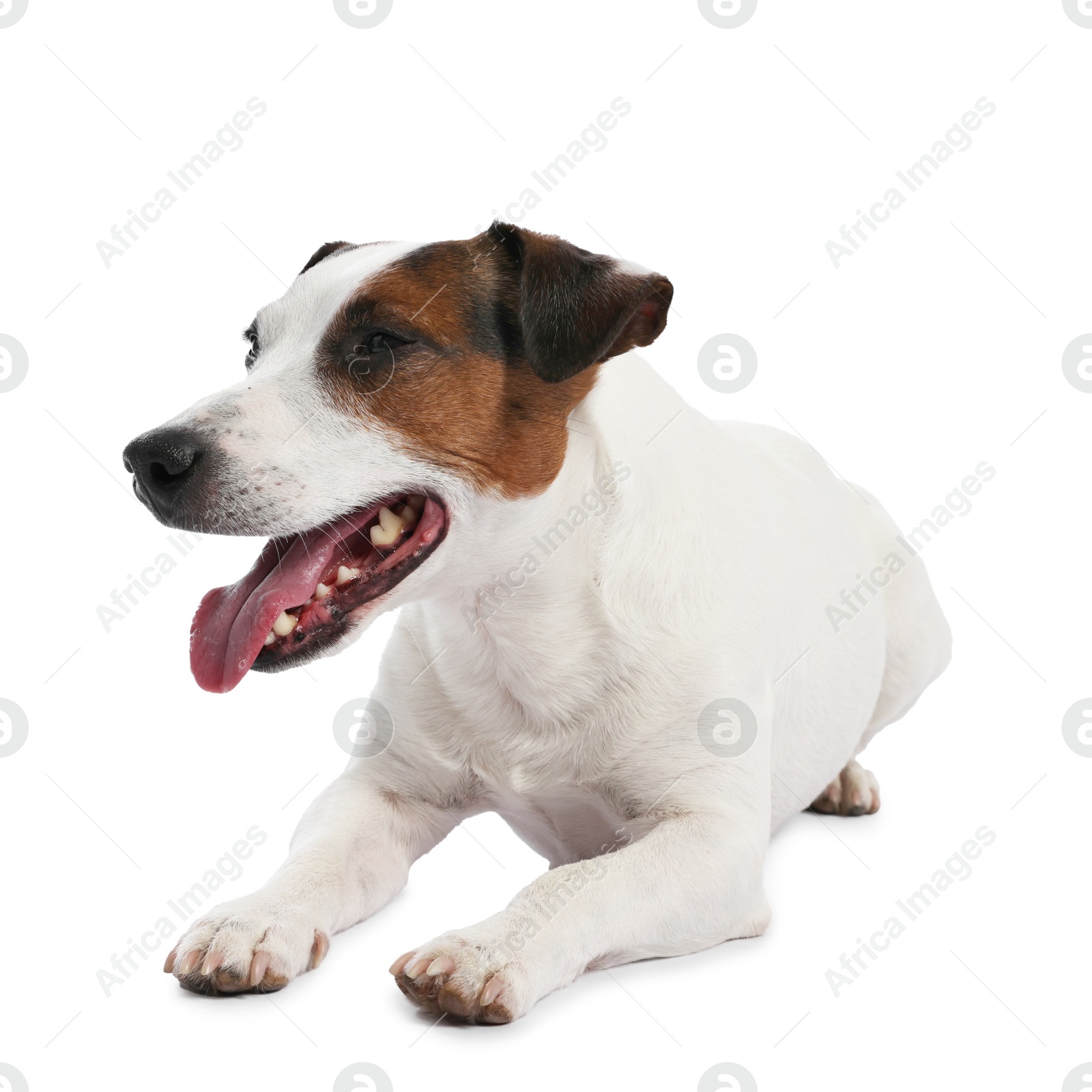 Cute dog on white background. Lovely pet Photo of Cute dog on white background. Lovely pet