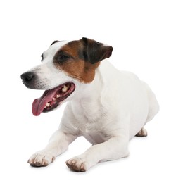 Photo of Cute dog on white background. Lovely pet