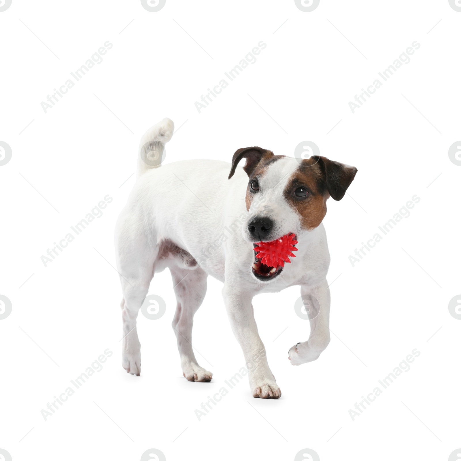 Cute dog playing with toy on white background. Lovely pet Photo of Cute dog playing with toy on white background. Lovely pet
