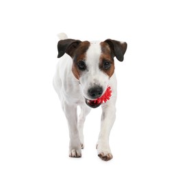 Photo of Cute dog playing with toy on white background. Lovely pet