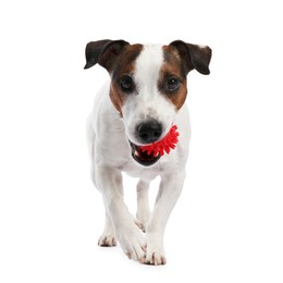 Photo of Cute dog playing with toy on white background. Lovely pet
