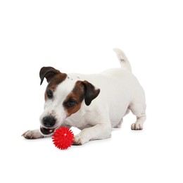 Photo of Cute dog playing with toy on white background. Lovely pet