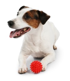 Photo of Cute dog playing with toy on white background. Lovely pet
